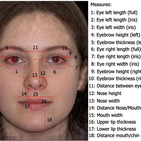 Preference for facial averageness: Evidence for a common.